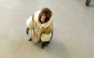 IKEA Monkey Living Comfortably Since Becoming an Internet Meme
