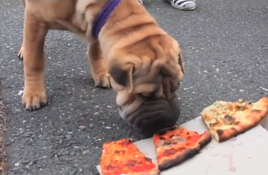 what happens if dogs eat pizza