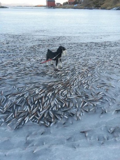 Ingolf-Kristiansen-frozen-fish-465x620