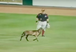 Screen Shot 2016-08-26 at 10.18.19 AM (1)