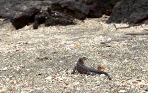 screen-shot-2016-12-07-at-10-46-38-am-1