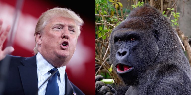 Sigh: No, the ‘Trump Likes to Watch the Gorilla Channel’ Thing Isn’t Real