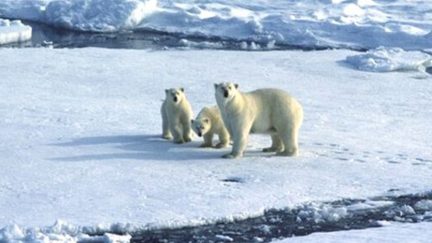 Polar bears, climate change, global warming