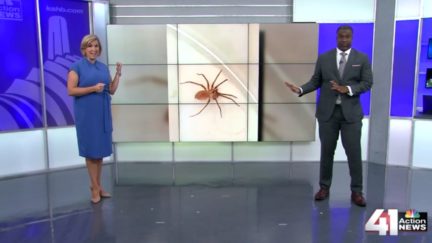 Nation Horrified By Poisonous Spider Found in Woman's Ear