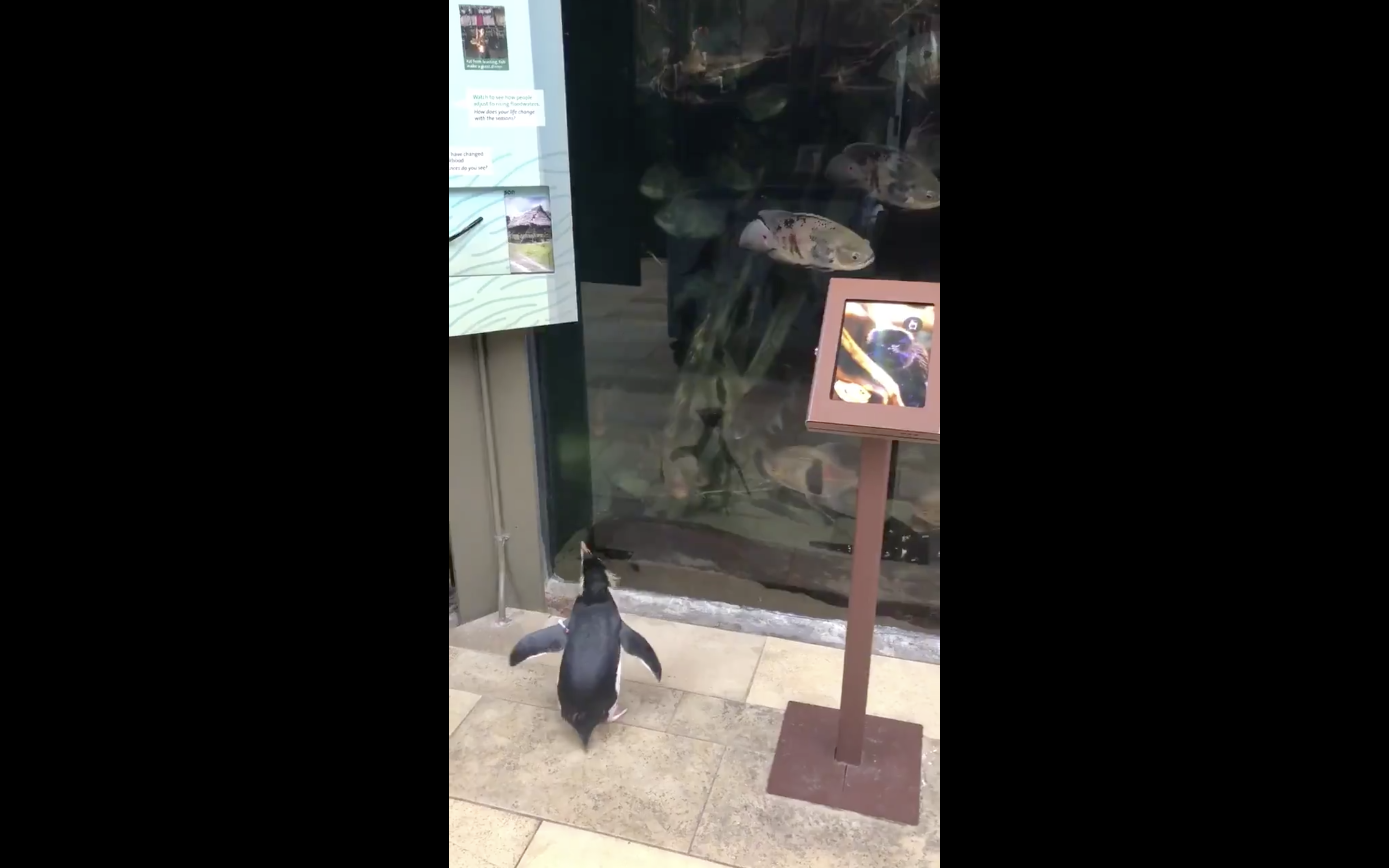 Penguins at Shedd Aquarium