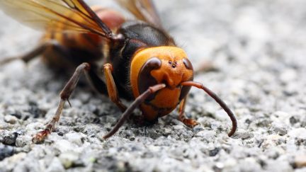 asian giant hornet