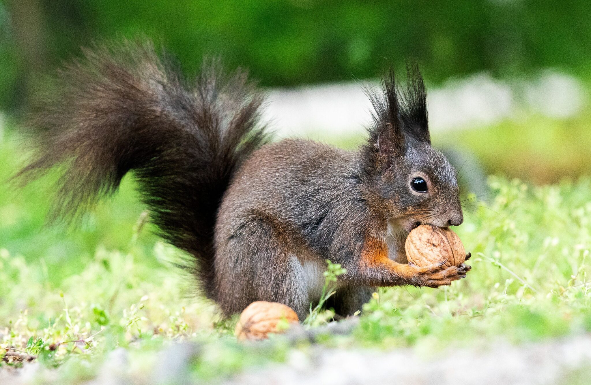 Squirrel in Colorado Tests Positive for the Bubonic Plague