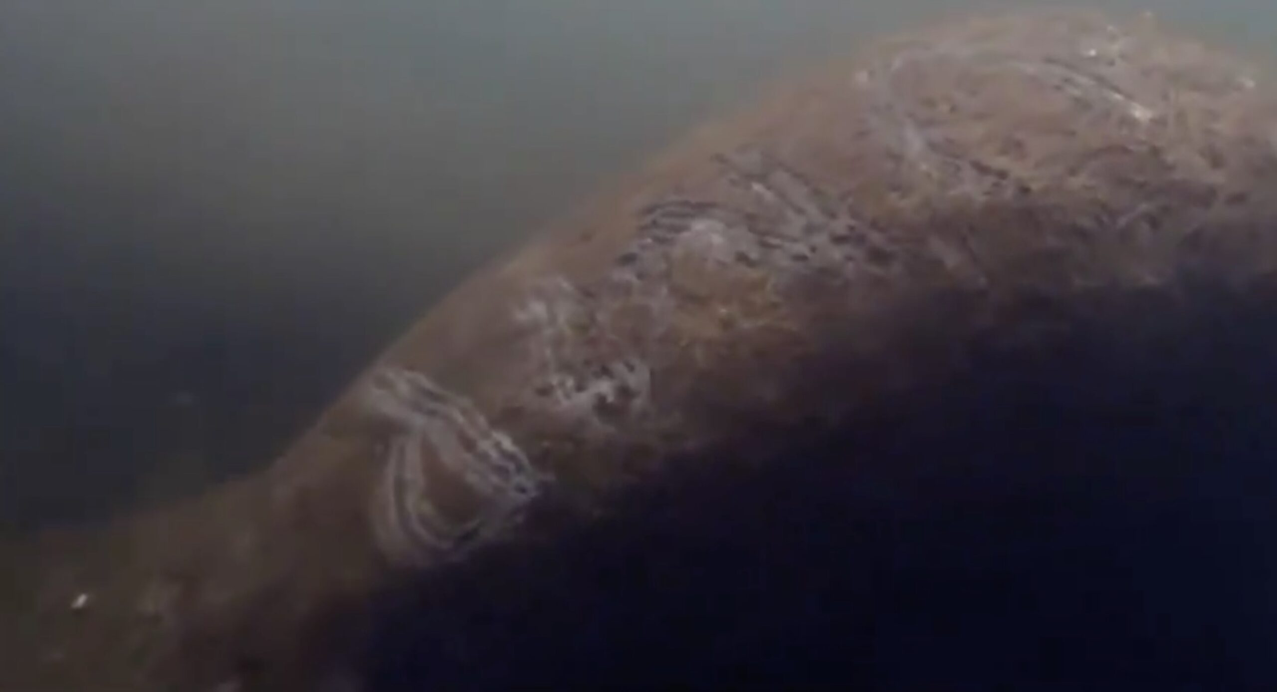 TRUMP manatee