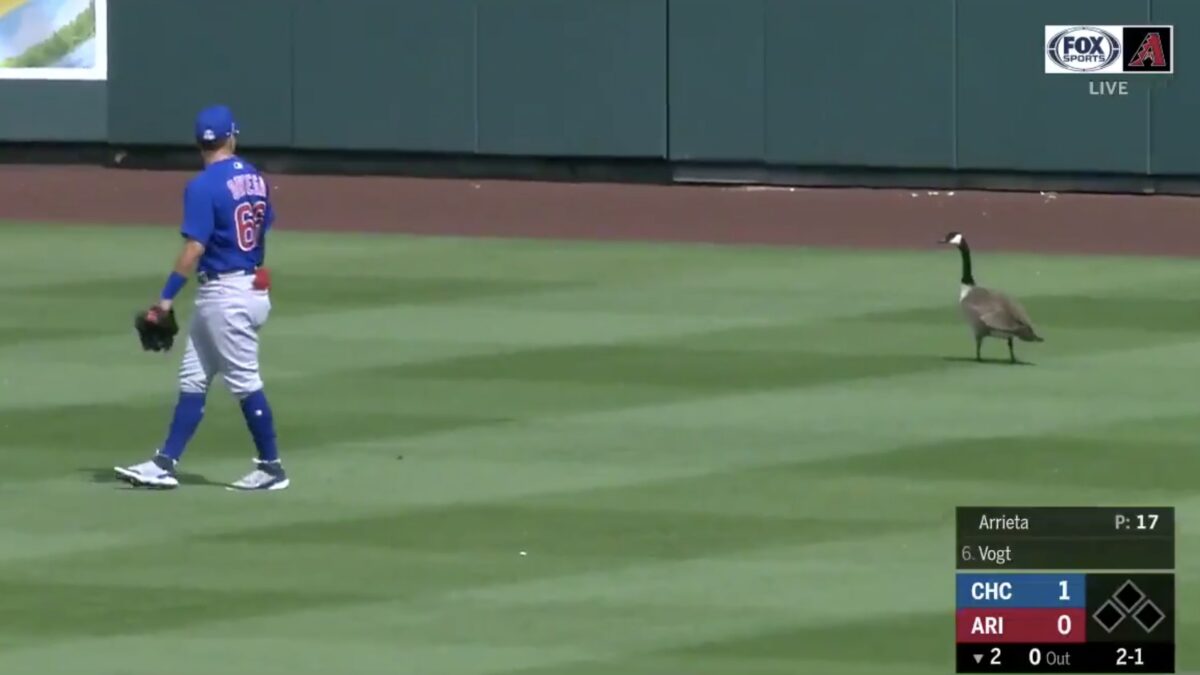 goose at cubs game