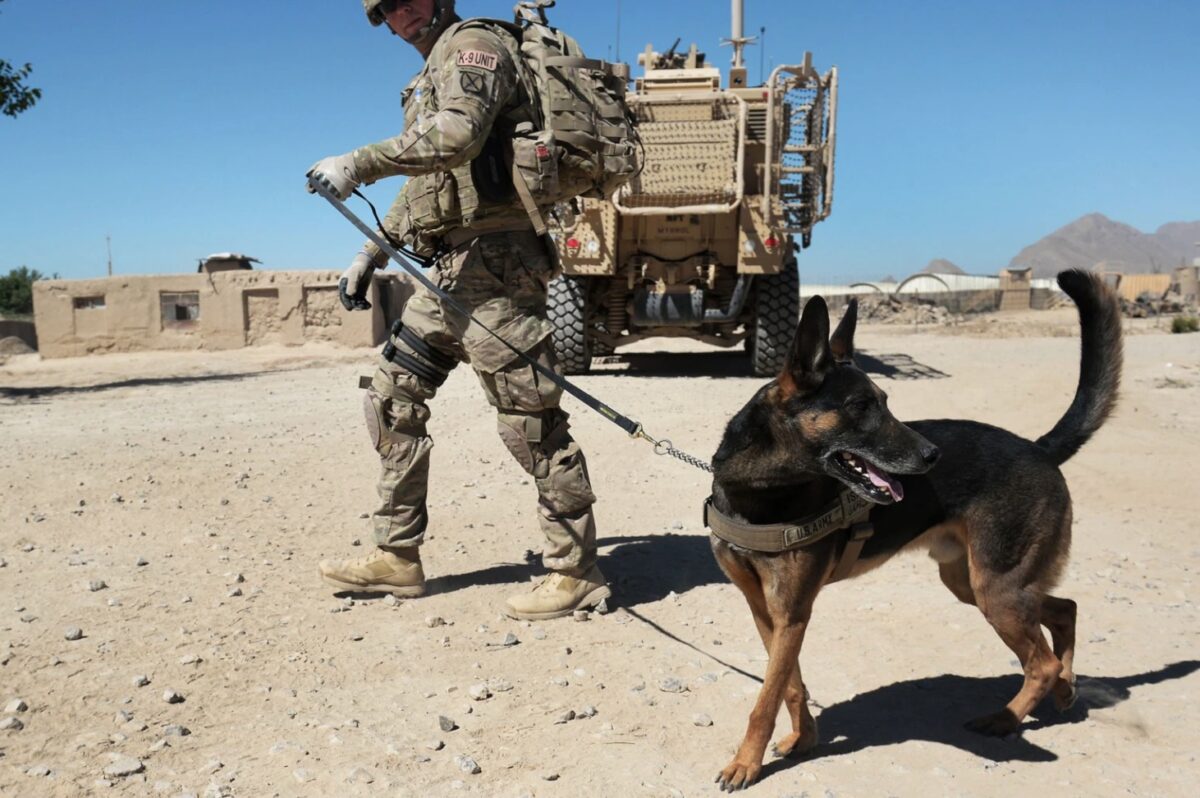 Dog Afghanistan