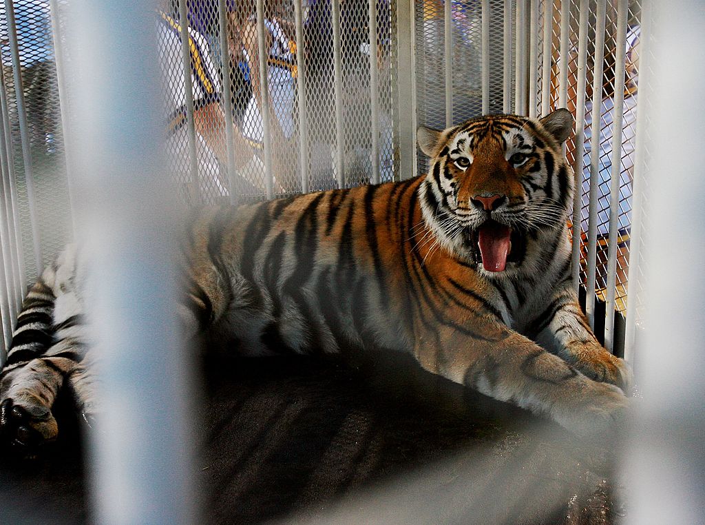 LSU mascot mike the tiger