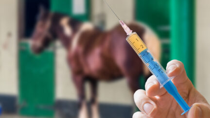 Hand of veterinarian holds syringe. Horse in background.