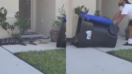 Florida Man Traps Gator in Trash
