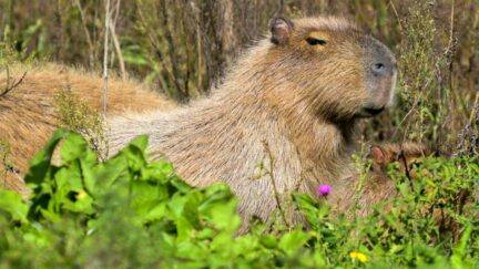 capybaras just hanging out and being chill