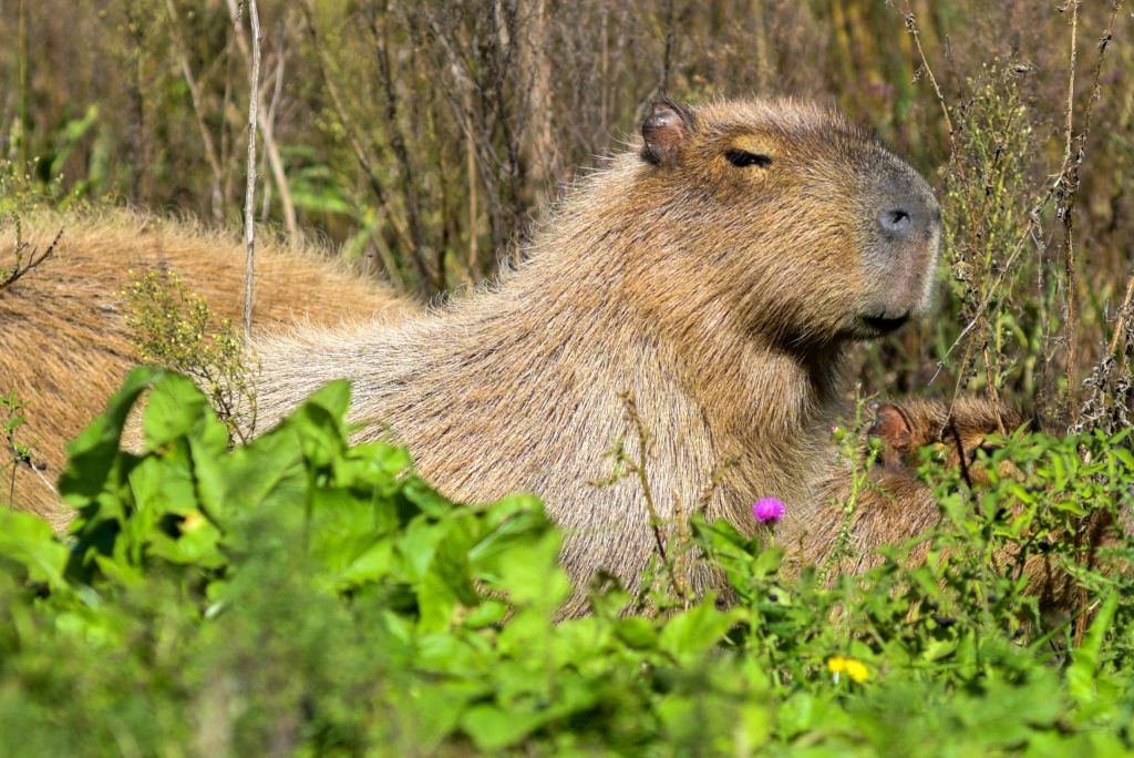 Wsj Mocked For Article About Capybaras In Gated Community