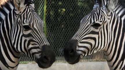 Zebras