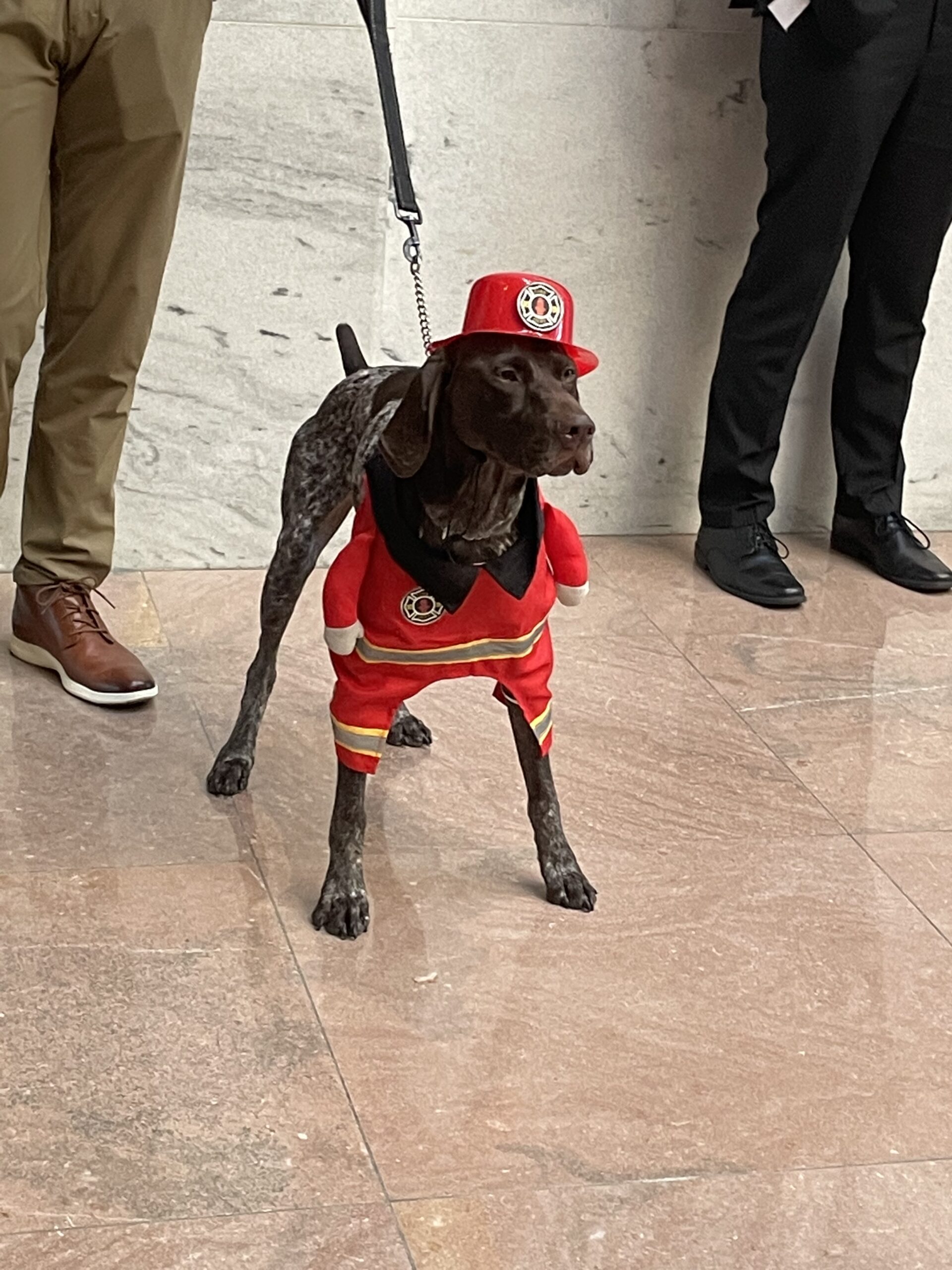 dog as firefighter