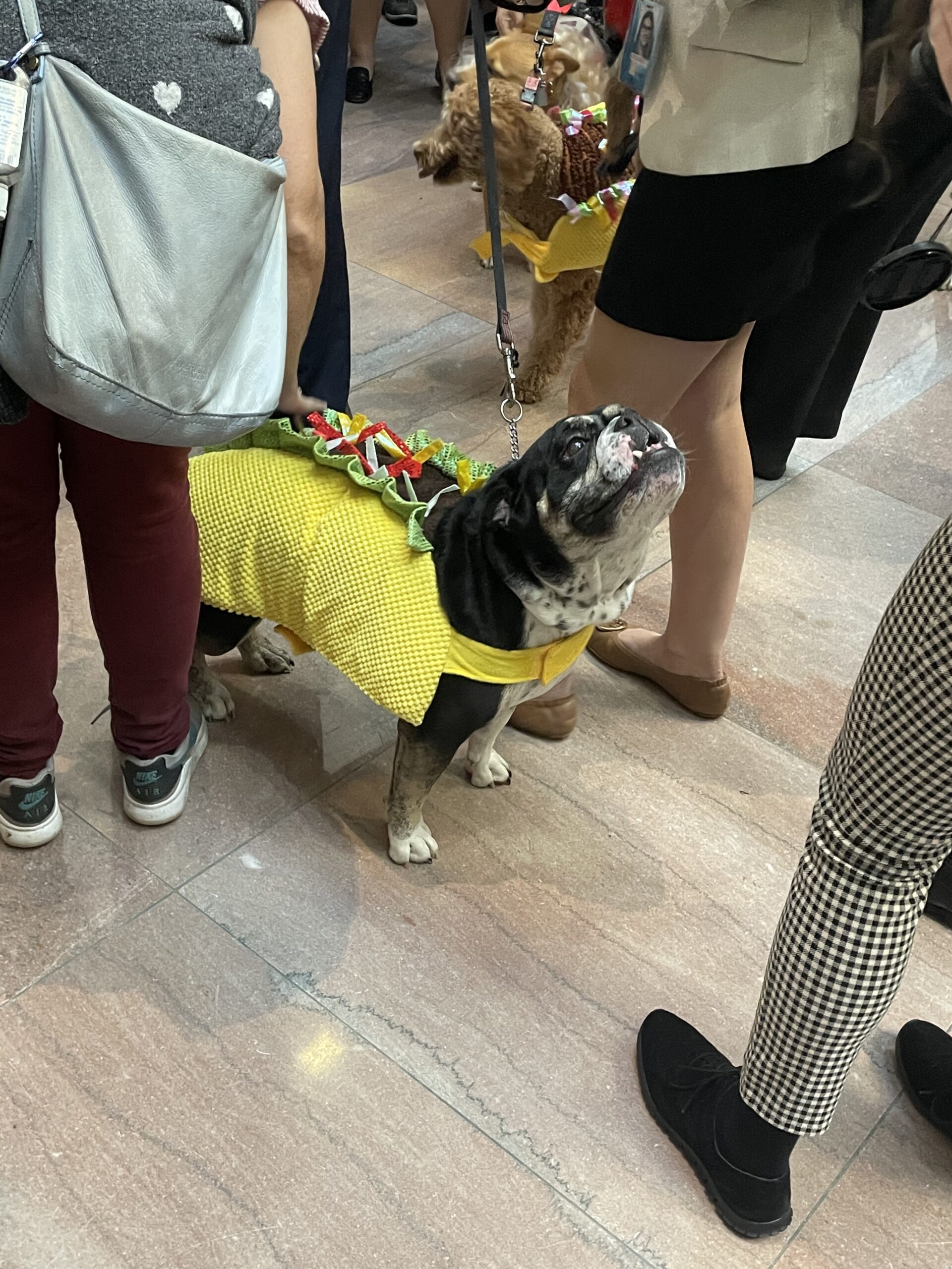 taco dog