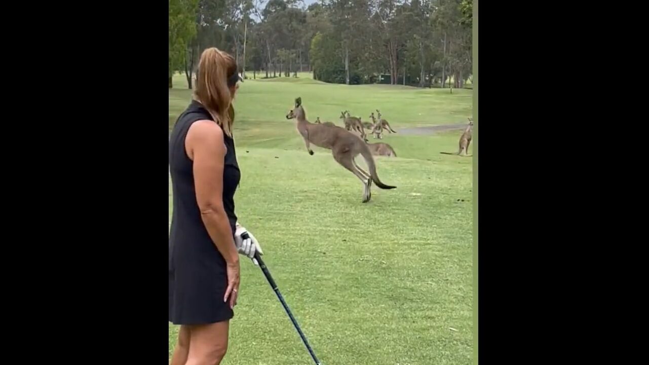 Australian golfer Wendy Powick stopped by mob of kangaroos
