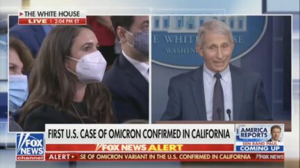 fauci scolds reporter