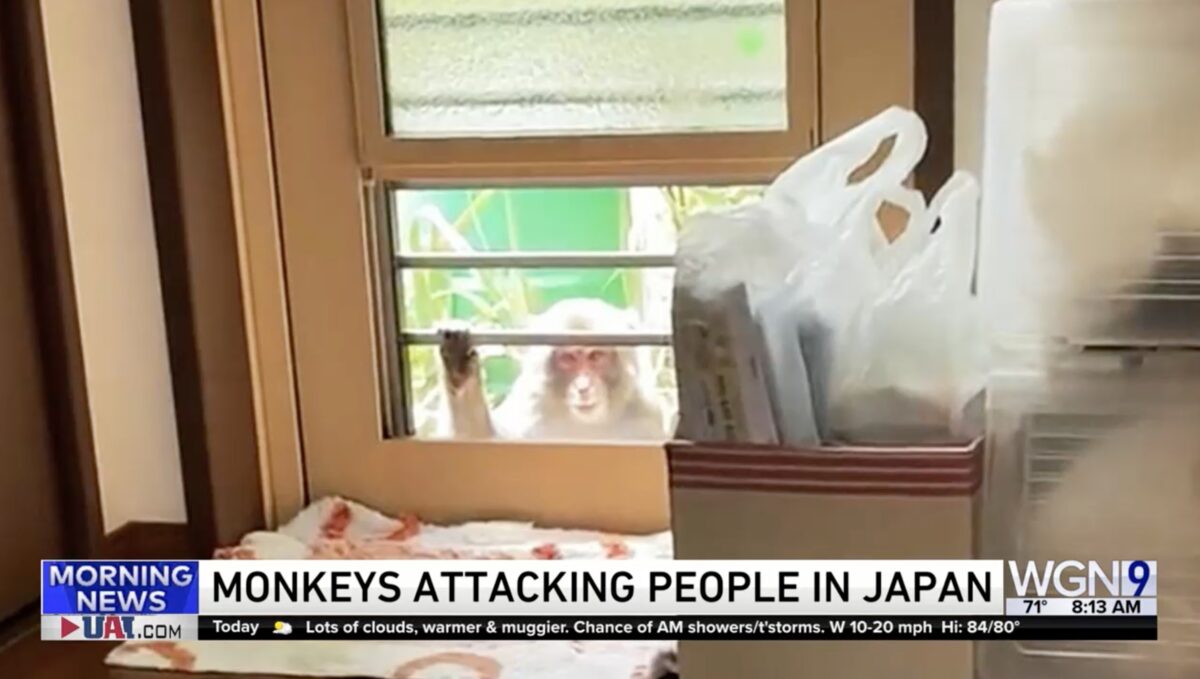 Monkey