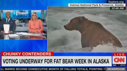 CNN's Blackwell and Camerota Crack Up Cheering on Fat Bear Week Contestants