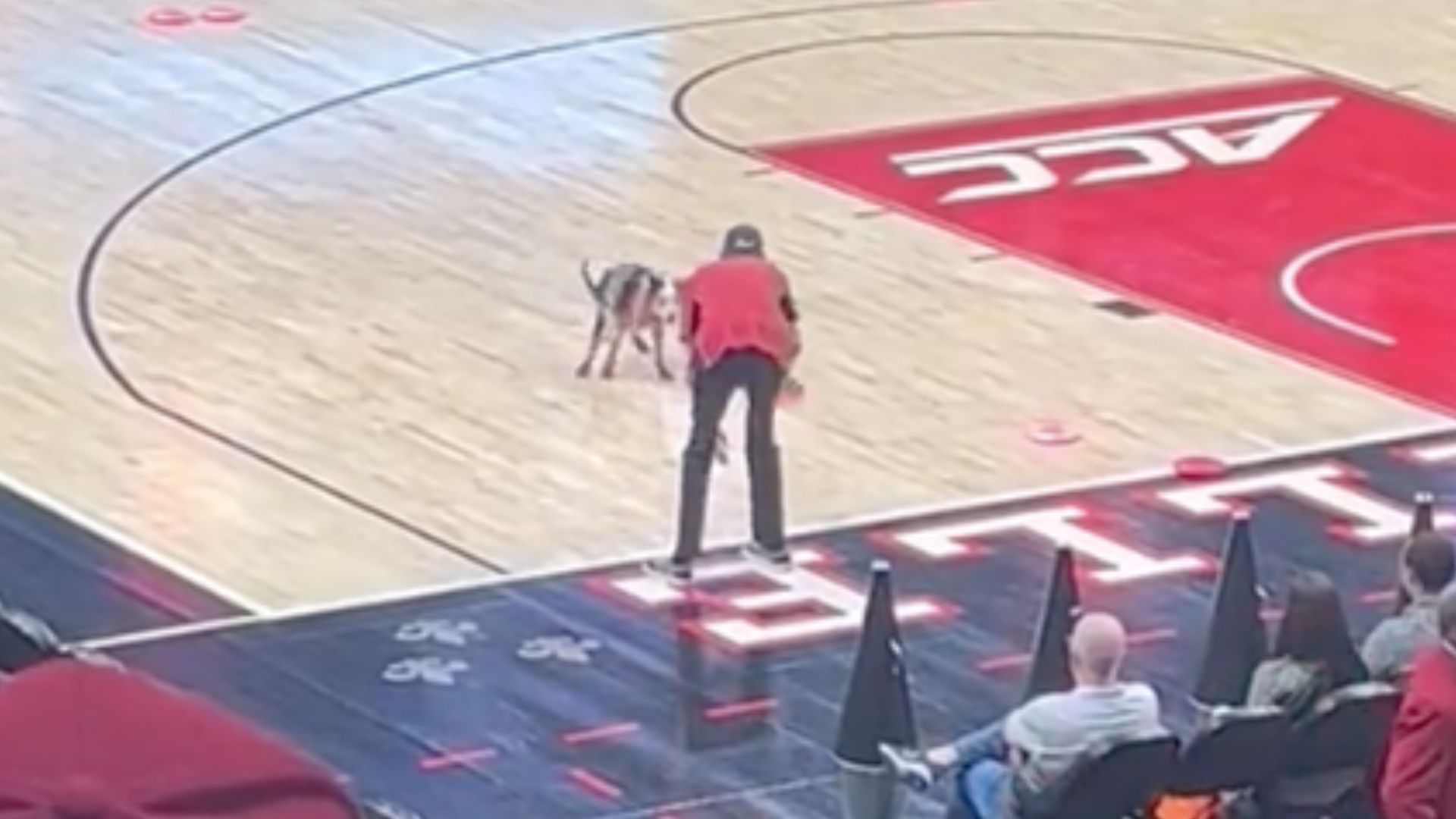 WATCH: Dog poops on court at Louisville basketball halftime show