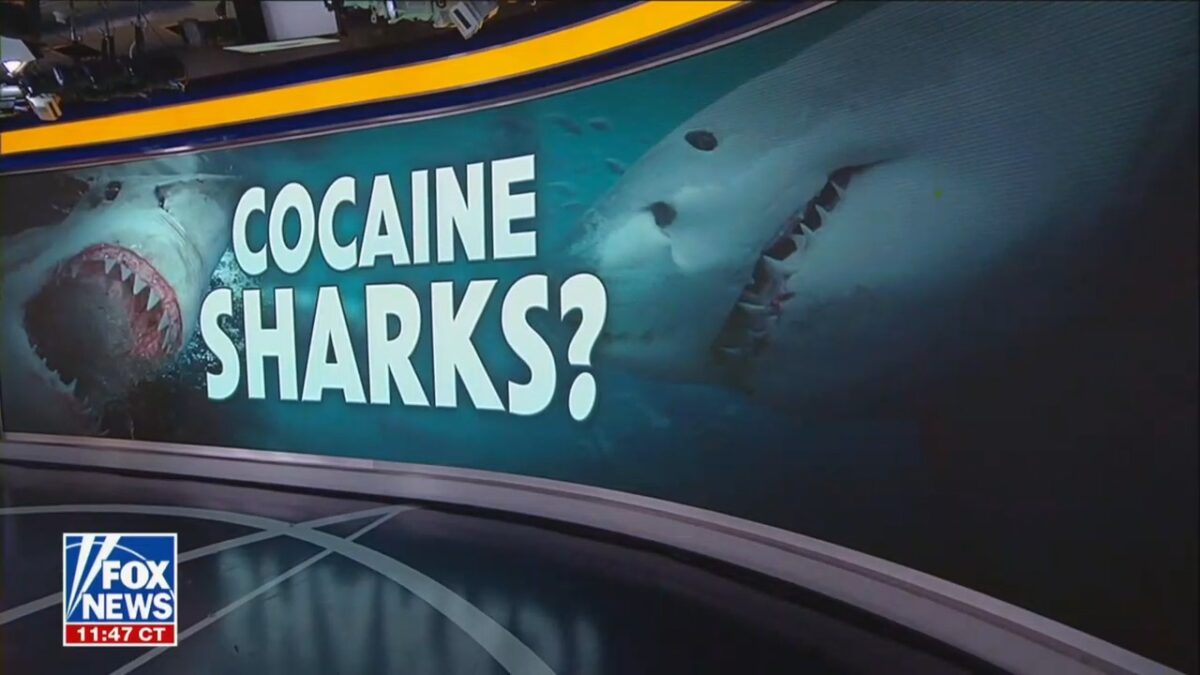 ‘Call Secret Service’: Fox News Hosts Come Up With Some Crazy Fun Theories While Talking About ‘Cocaine Sharks’