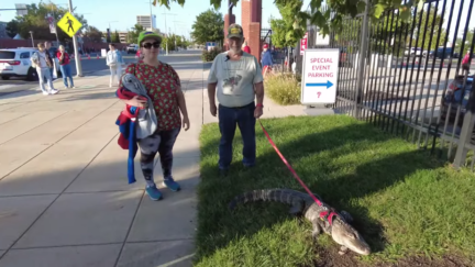 Joie Henney and his emotional support alligator Wally at the Philadelphia Phillies game