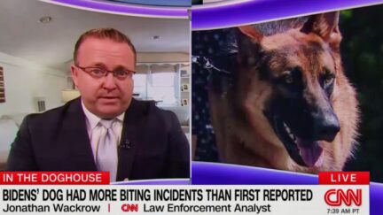 CNN Analyst Claims Biden Dog Commander Having 'Impact on Security' As Network Goes All-In On Biting Coverage