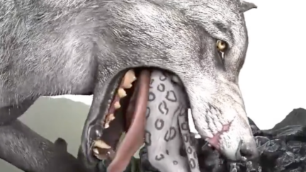 Timberwolves fan account posts strange videos after team wins