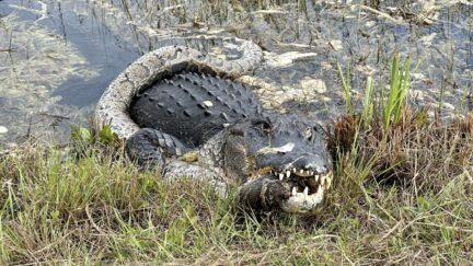 alligator eating python