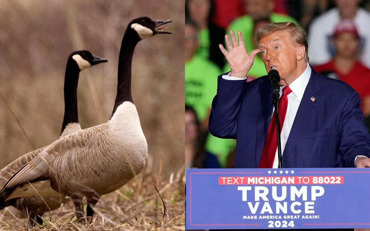 Canadian geese and Donald Trump