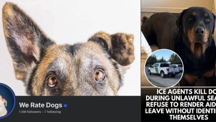 Screenshots via We Rate Dogs on Facebook and Instagram.