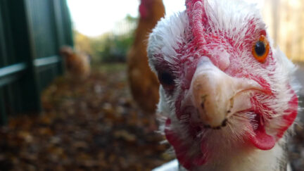 a very perturbed chicken