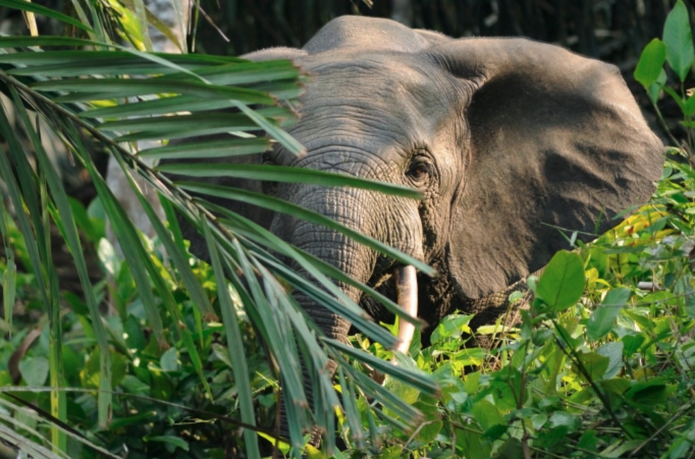 elephant